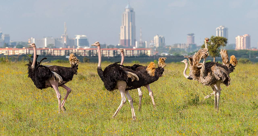 1-day-nairobi-national-park-tour-1
