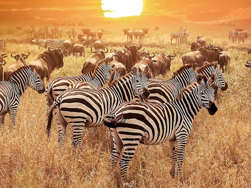 4 Days Tarangire-Serengeti-Ngorongoro Safari