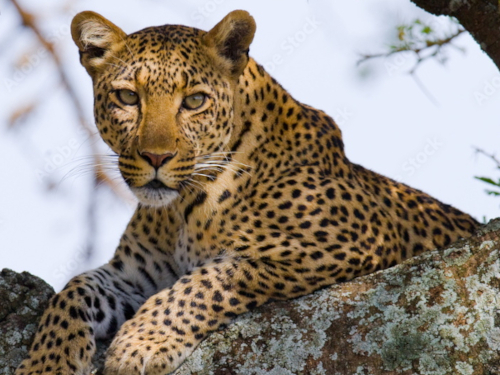 5 Days Lake Manyara – Ngorongoro Crater – Serengeti Safari
