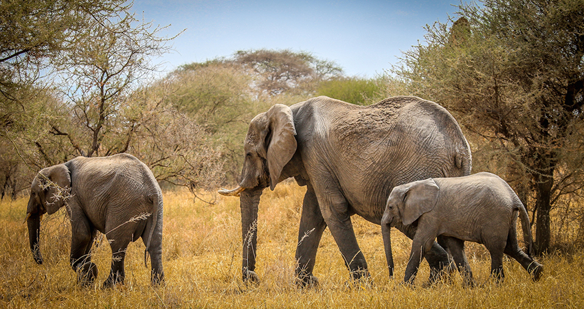 7 Days Lake Manyara-Serengeti-Ngorongoro & Tarangire Safari